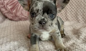French Bulldog