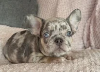Puppy 2