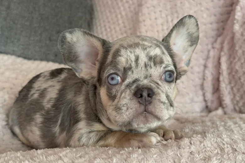French Bulldog