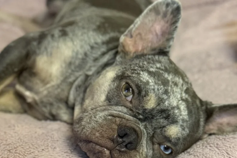 French Bulldog