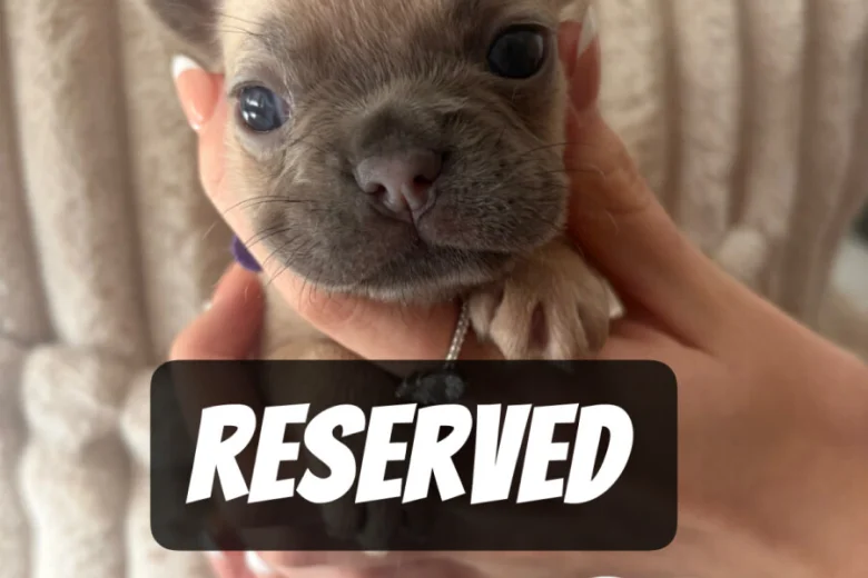 French Bulldog