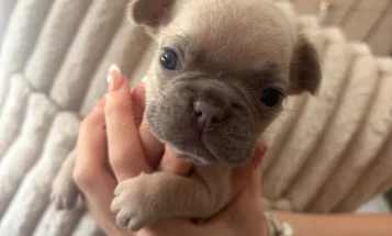 French Bulldog