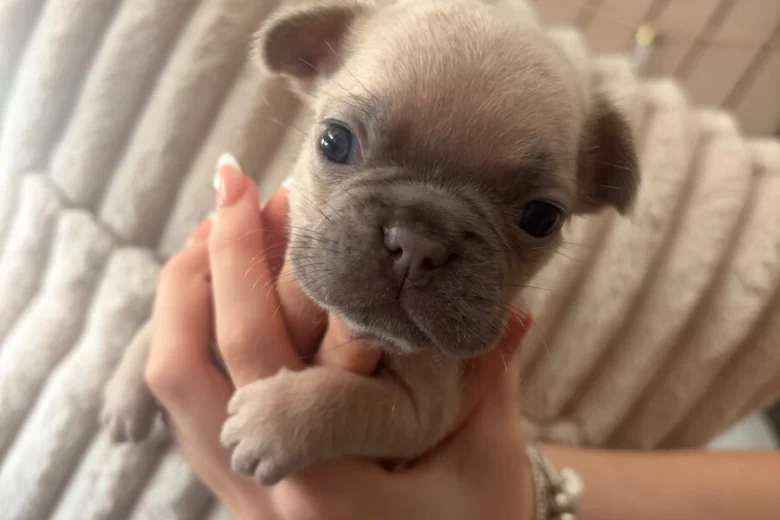 French Bulldog