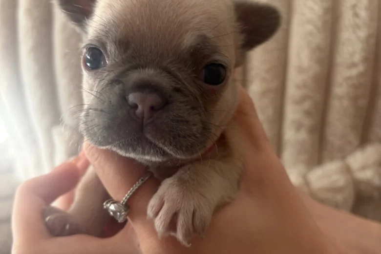 French Bulldog