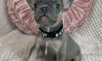 French Bulldog