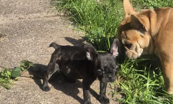 French Bulldog
