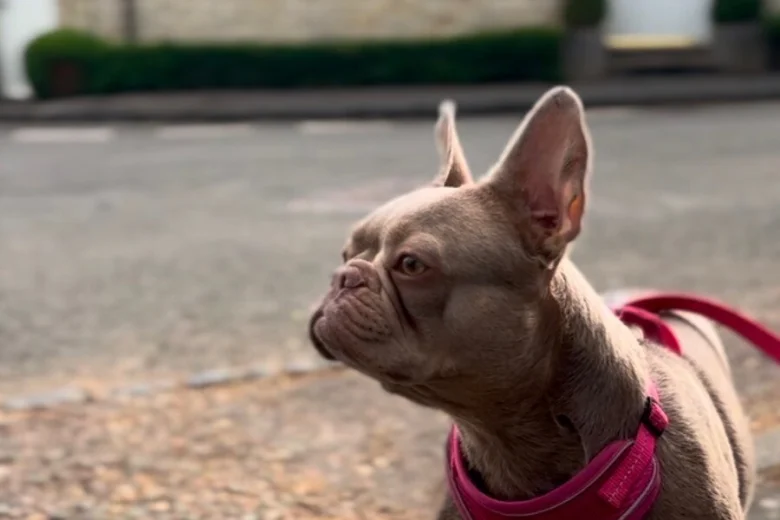 French Bulldog