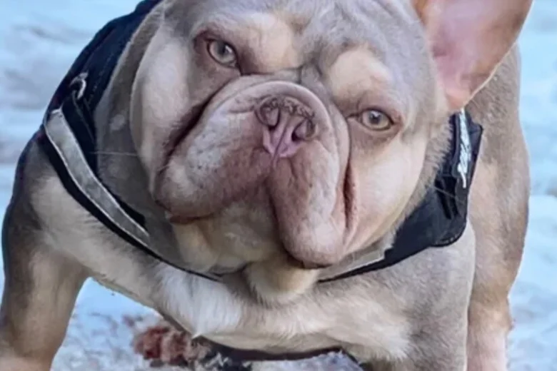 French Bulldog