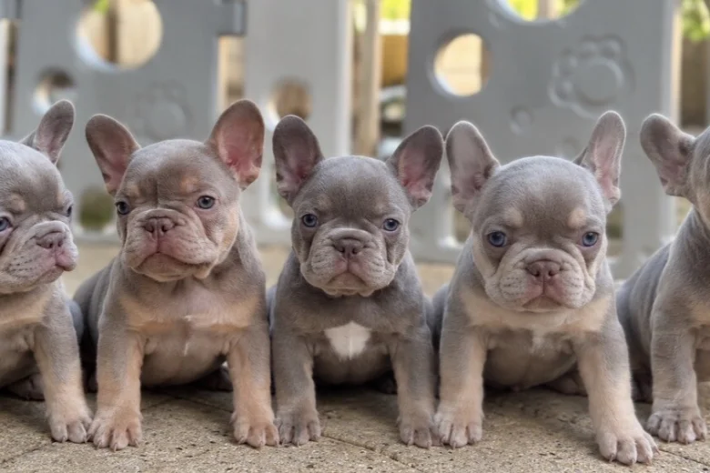 French Bulldog