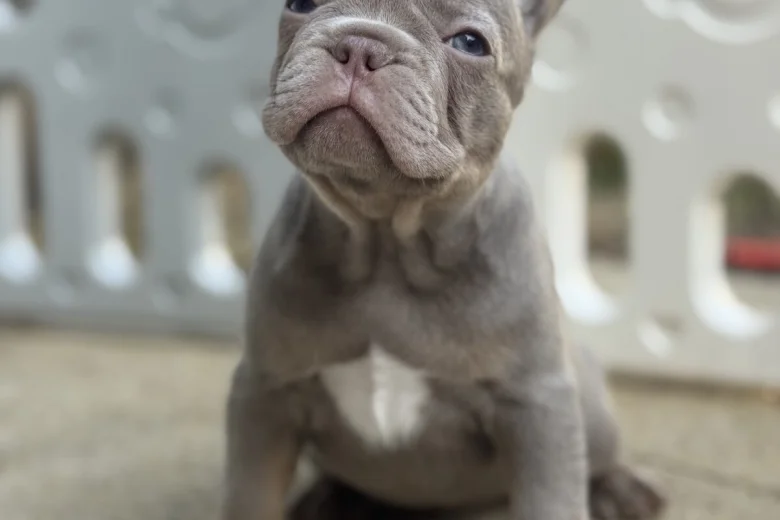 French Bulldog