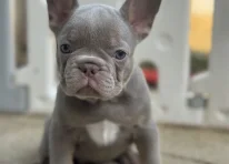 Puppy 2