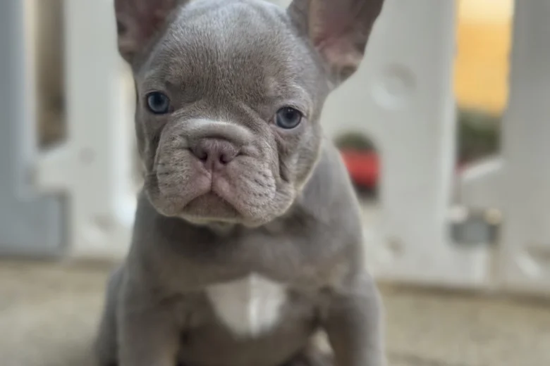 French Bulldog