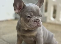 Puppy 4