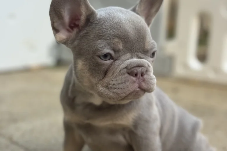 French Bulldog