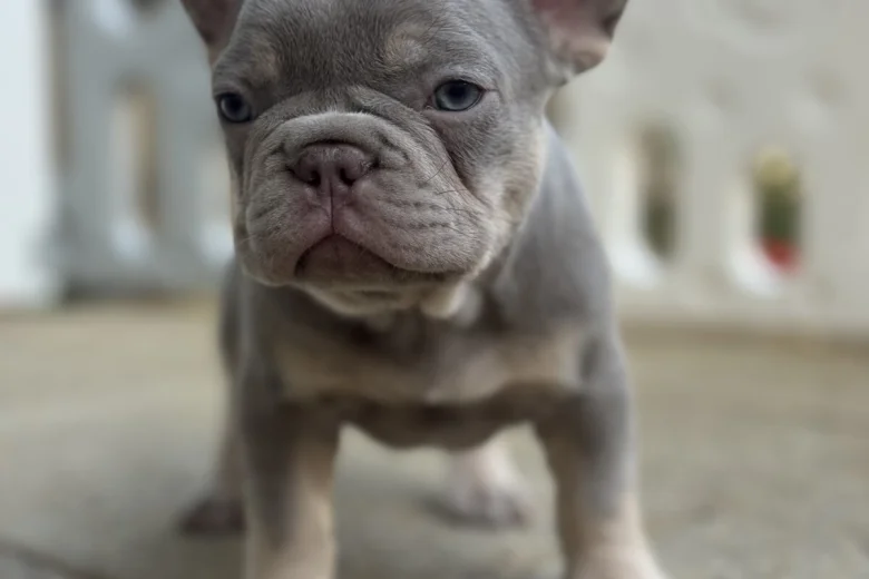 French Bulldog