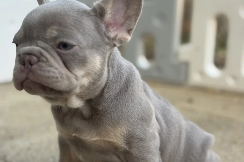 French Bulldog