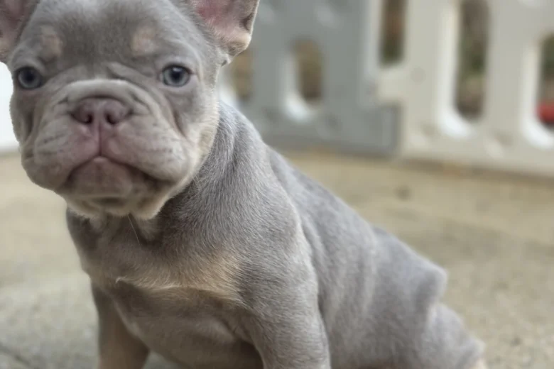 French Bulldog