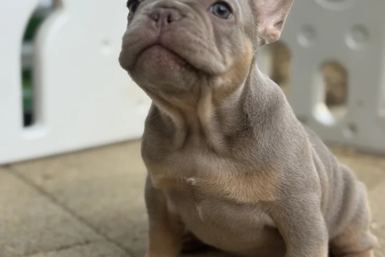 French Bulldog