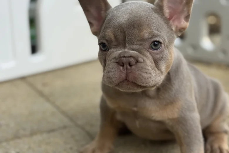 French Bulldog