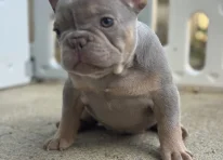 Puppy 3