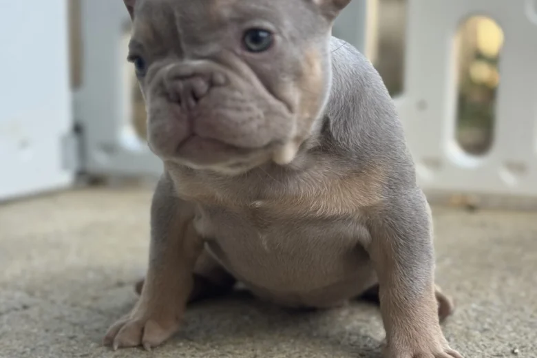 French Bulldog
