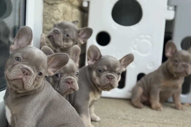 French Bulldog