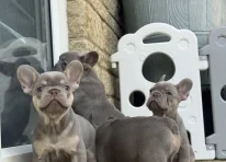 Puppy 1