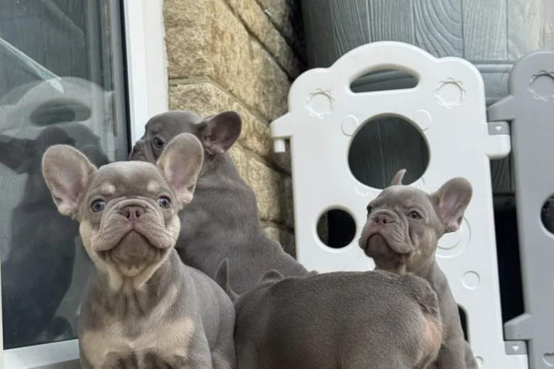 French Bulldog