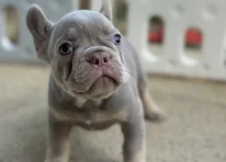Puppy 5