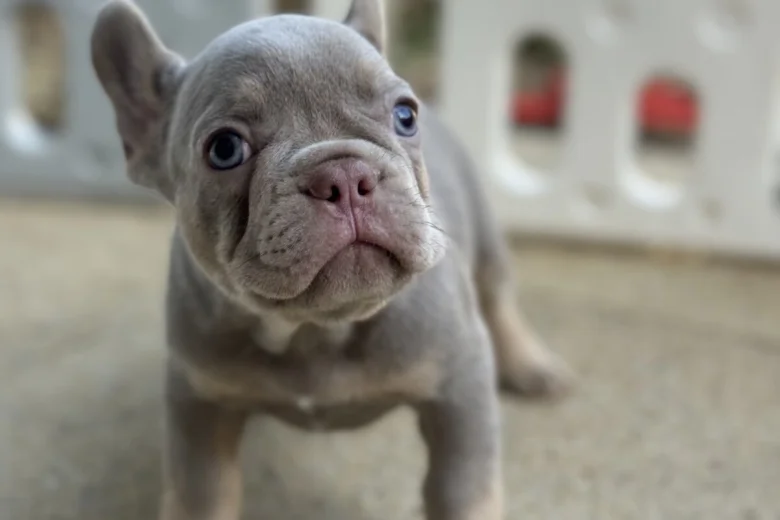 French Bulldog