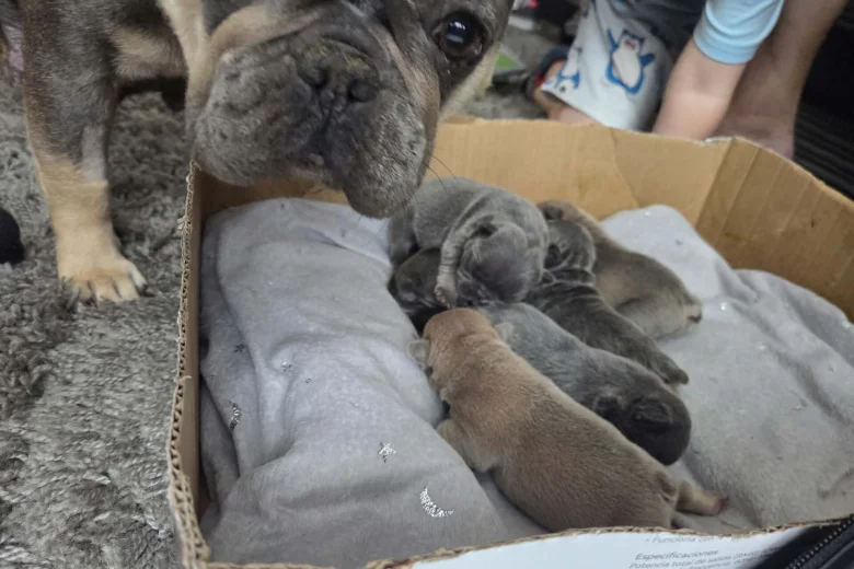 French Bulldog