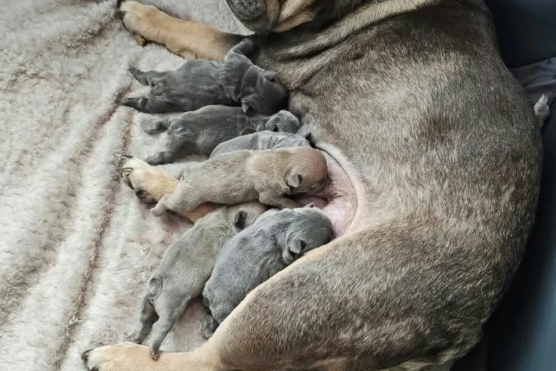 French Bulldog