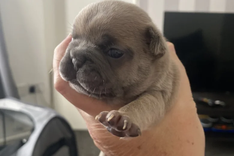 French Bulldog