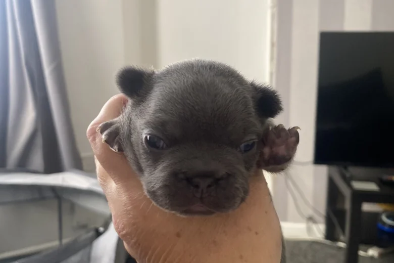 French Bulldog