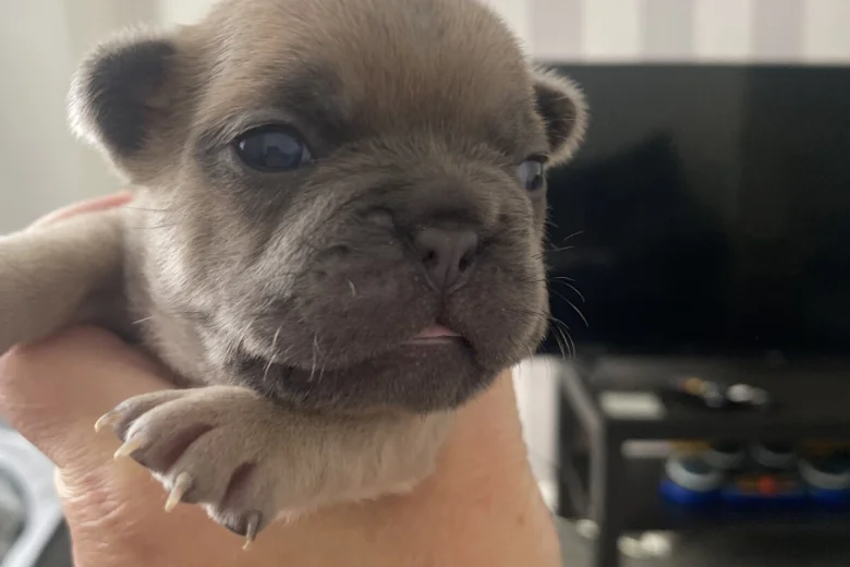 French Bulldog