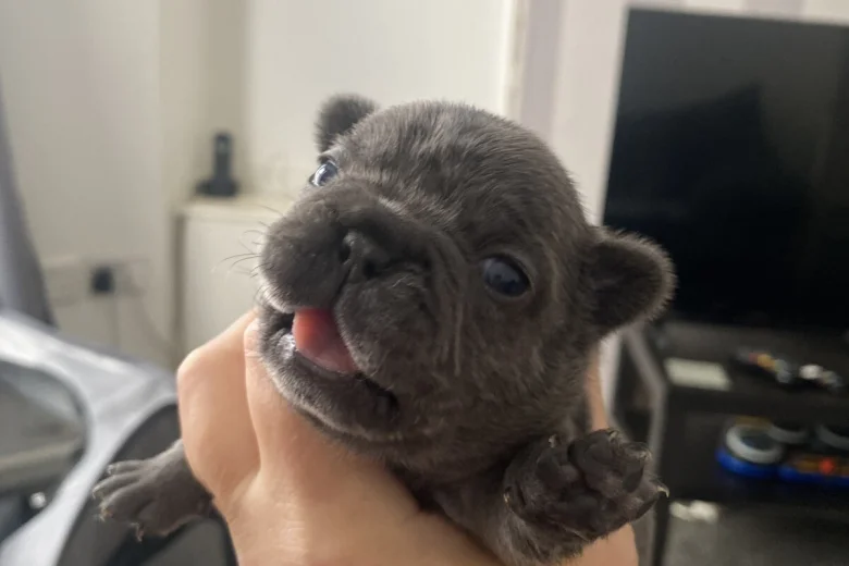French Bulldog
