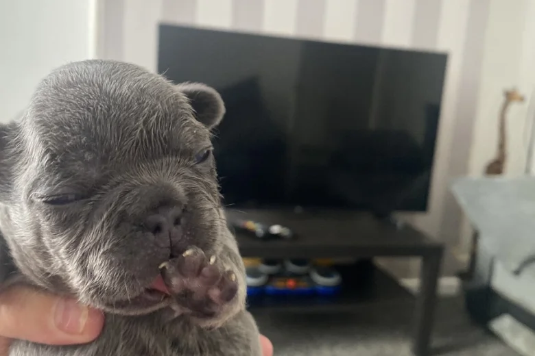 French Bulldog