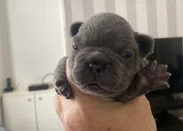 Tulio