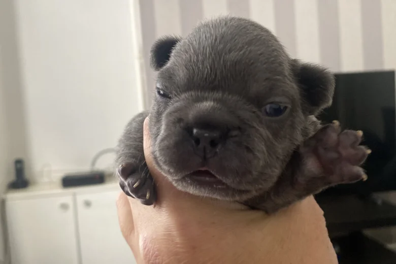 French Bulldog