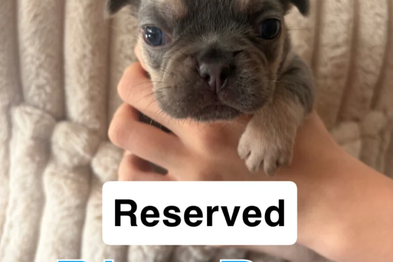 French Bulldog