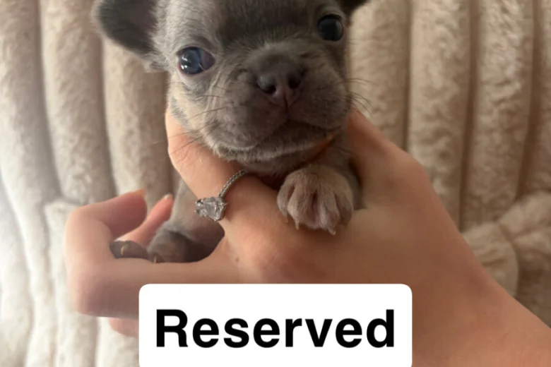 French Bulldog