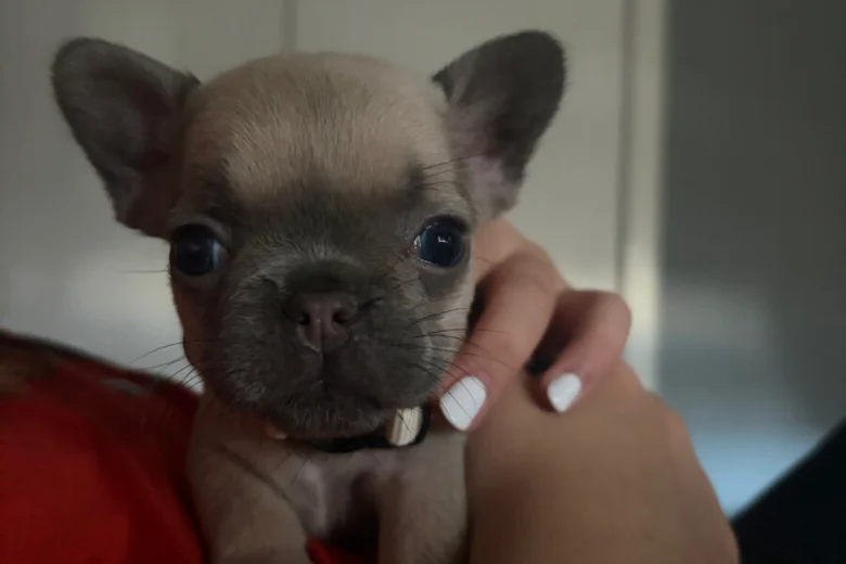 French Bulldog