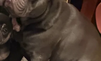 French Bulldog