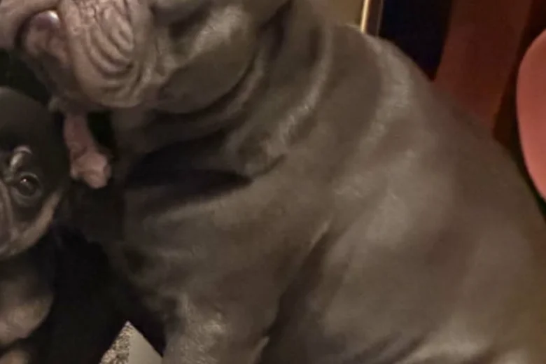French Bulldog
