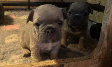 French Bulldog