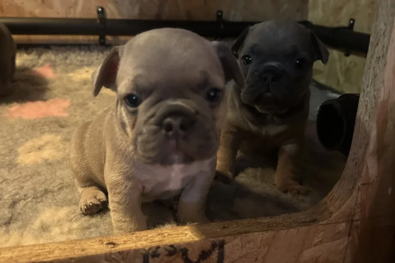 French Bulldog