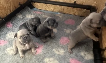 French Bulldog