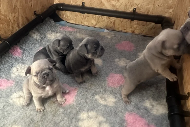 French Bulldog