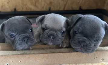 French Bulldog