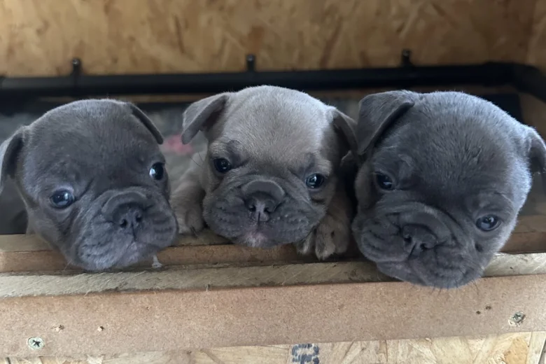 French Bulldog